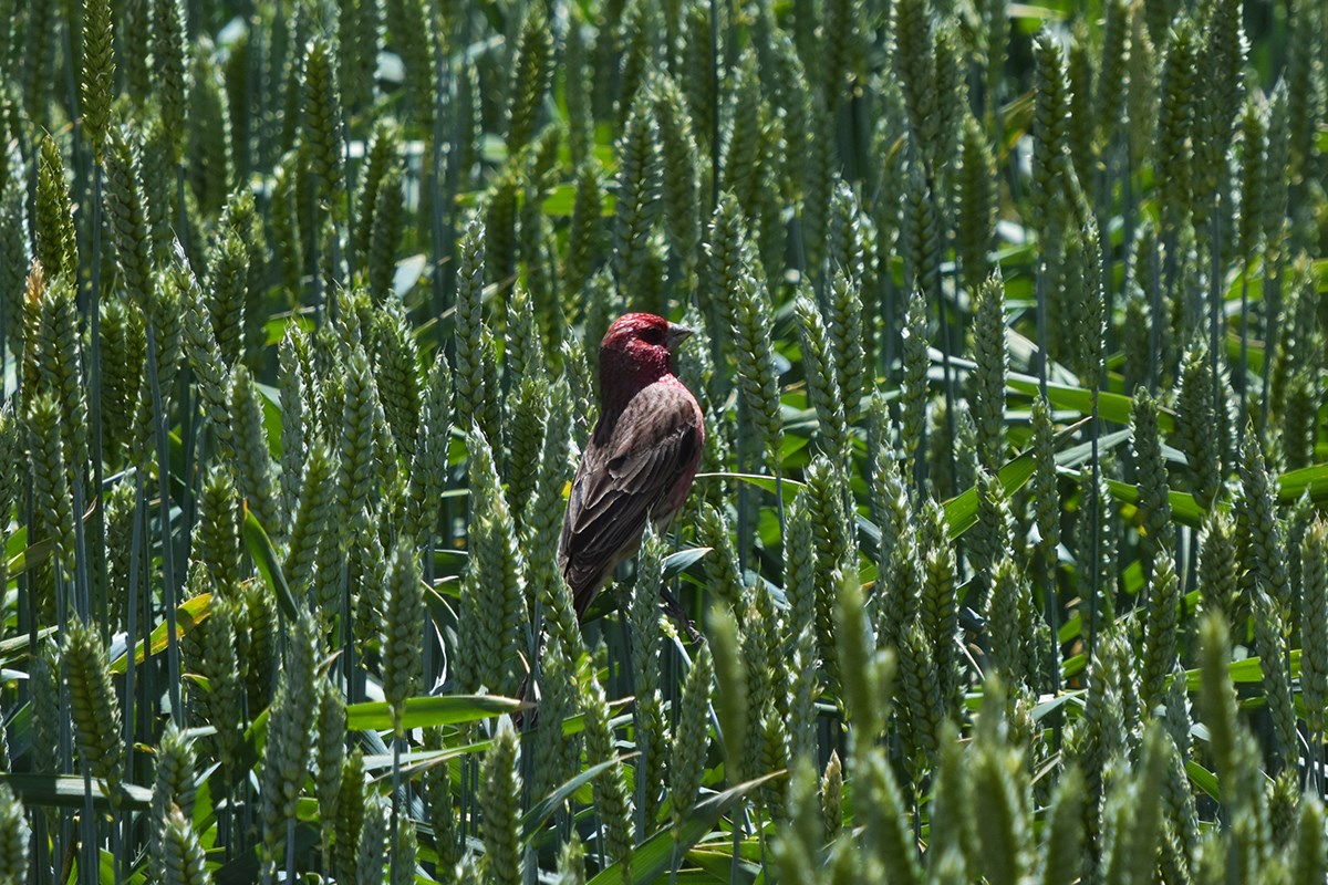 Pink Rumped Rosefinch | Foto de Liu Bin