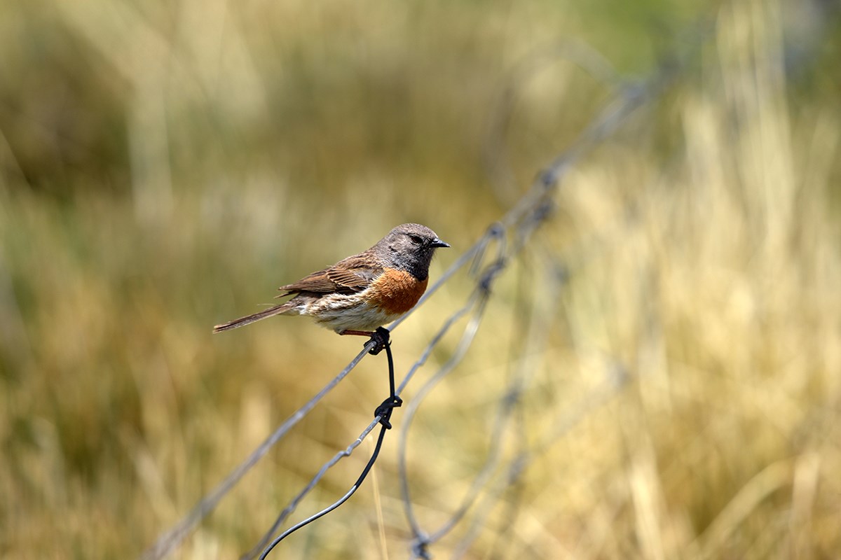 Robin Accentor | Foto de Liu Bin
