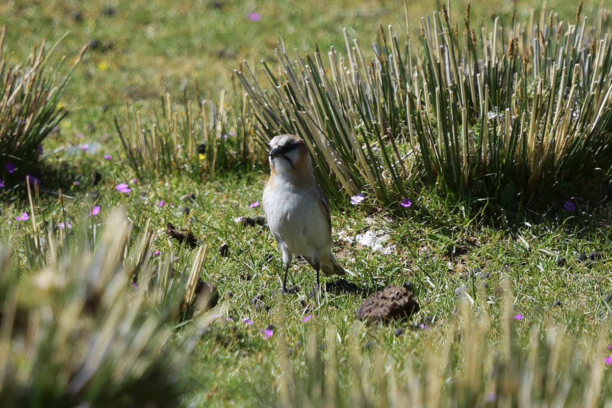 Rufous Necked Snowfinch | Foto de Liu Bin