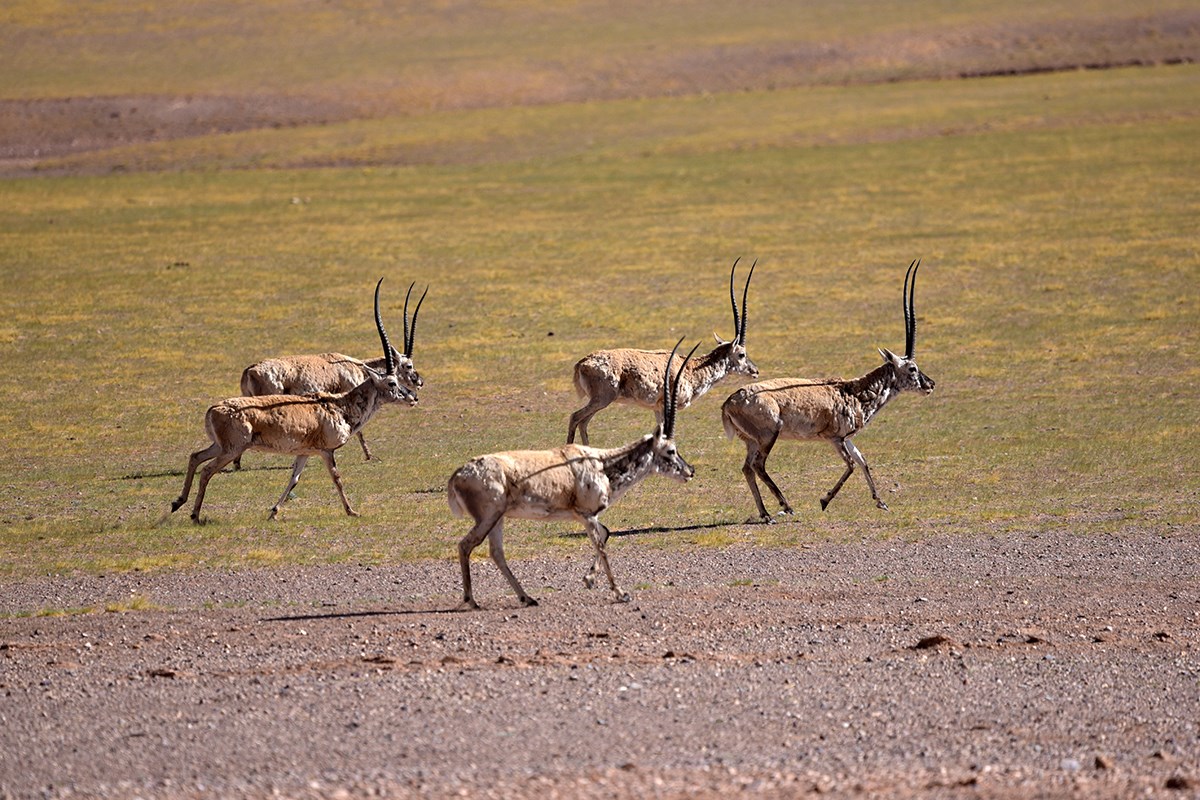 Tibetan Antelope | Foto de Liu Bin