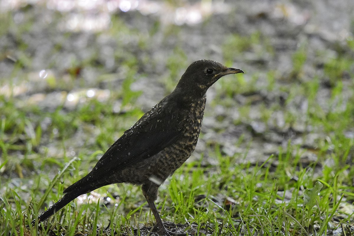 Tibetan Blackbird | Foto de Liu Bin