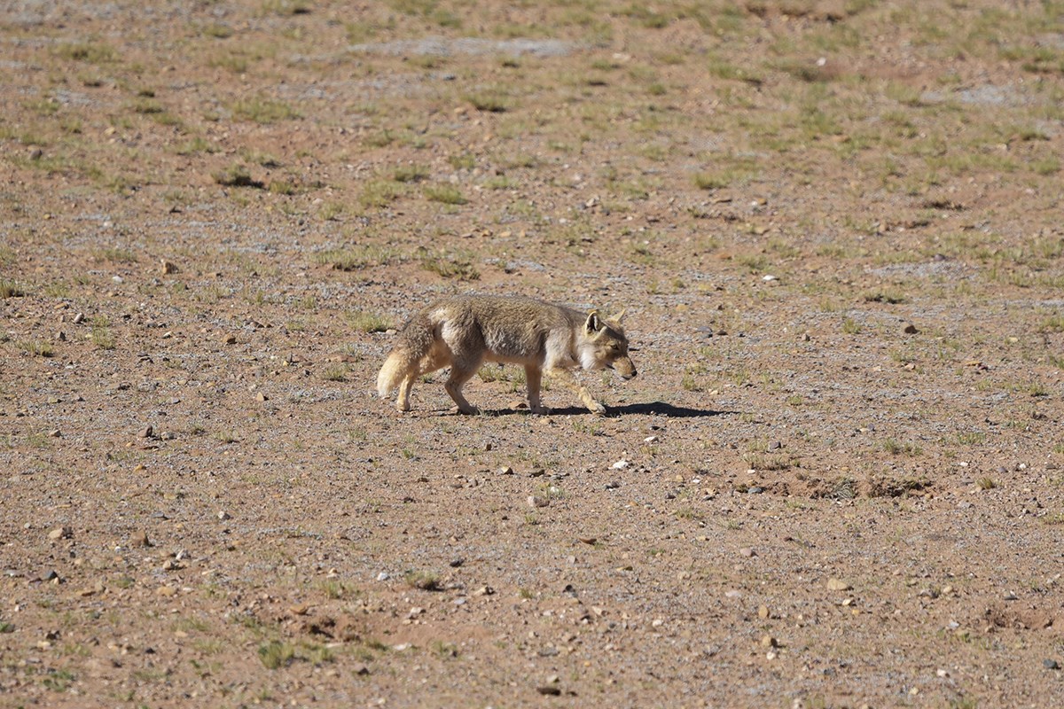 Tibetan fox | Foto de Liu Bin