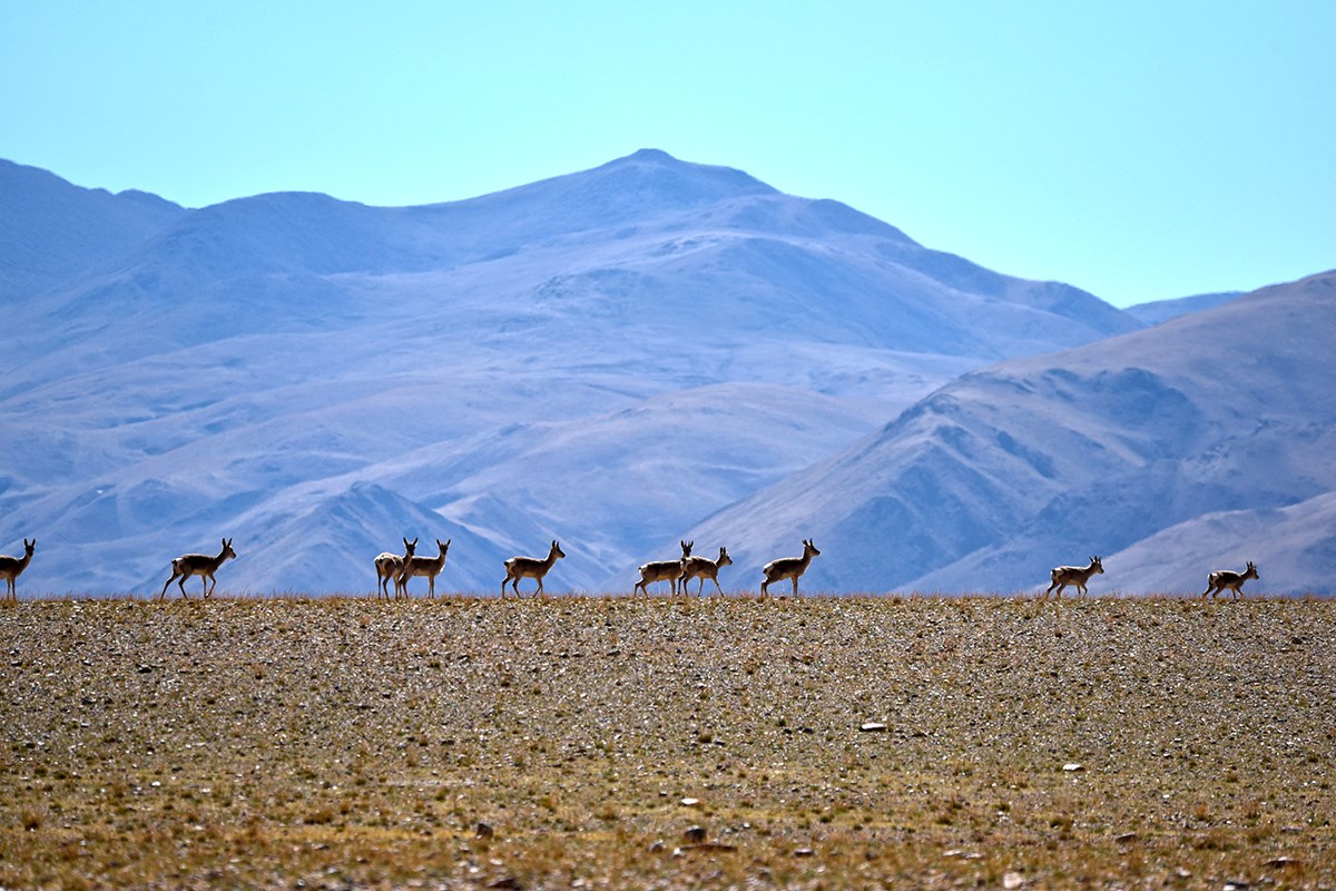 Tibetan Gazelle | Foto de Liu Bin