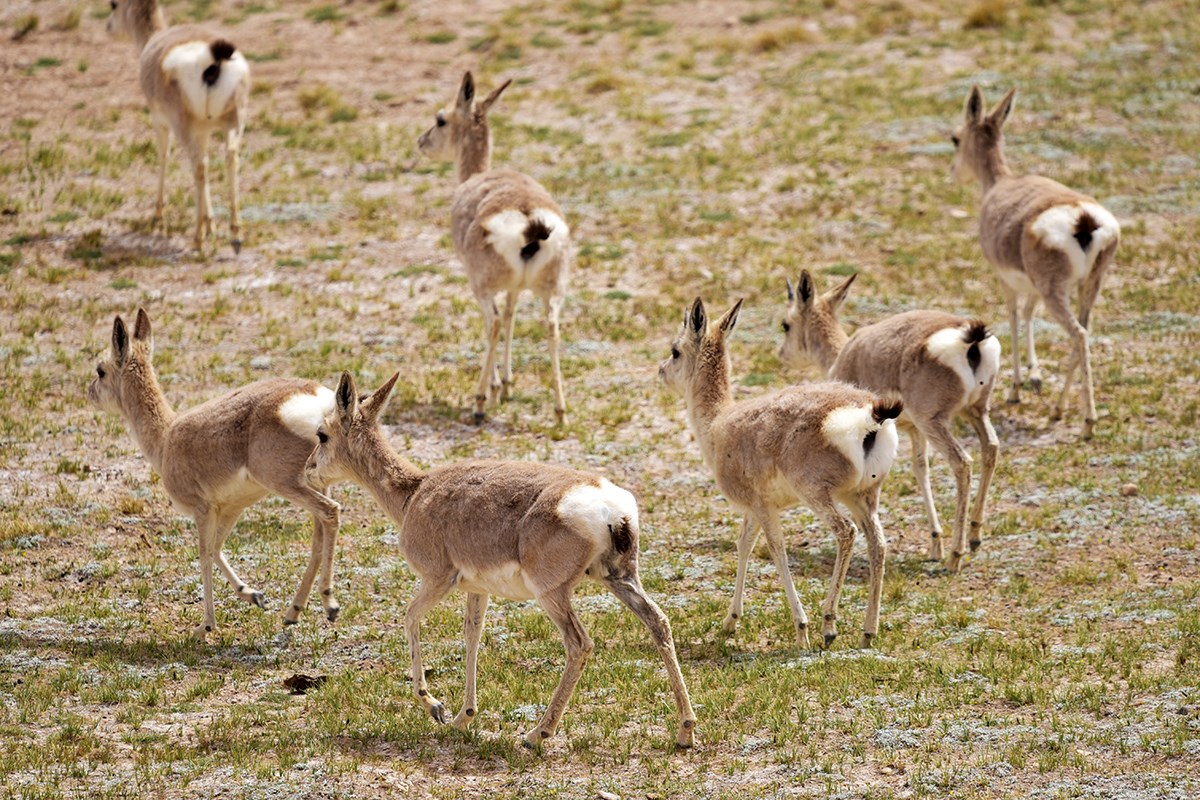 Tibetan Gazelle | Foto de Liu Bin