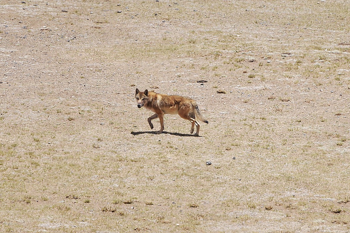Wolf | Foto de Liu Bin