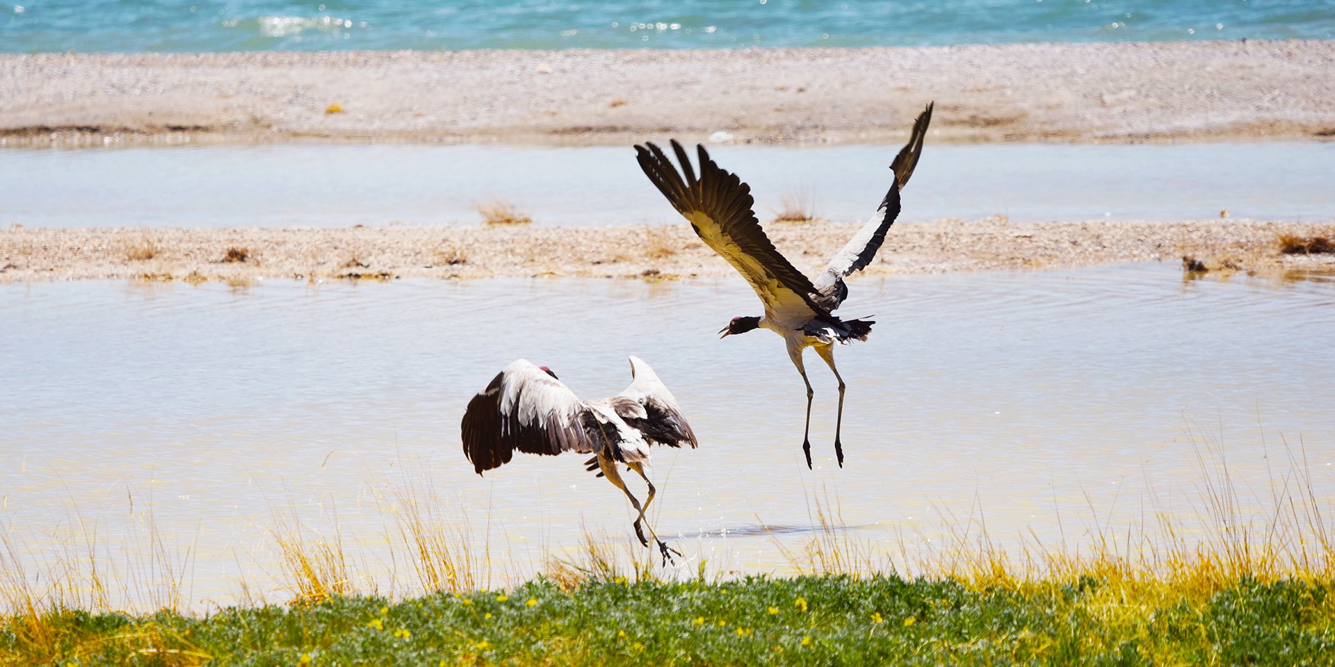 Observación de Aves y Viajes de Vida Silvestre en el Norte de Tíbet Qiangtang