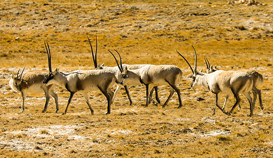 Observación de Aves y Viajes de Vida Silvestre en el Norte de Tíbet Qiangtang