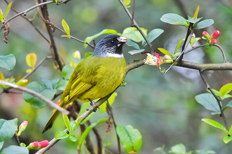 Collared Finchbill