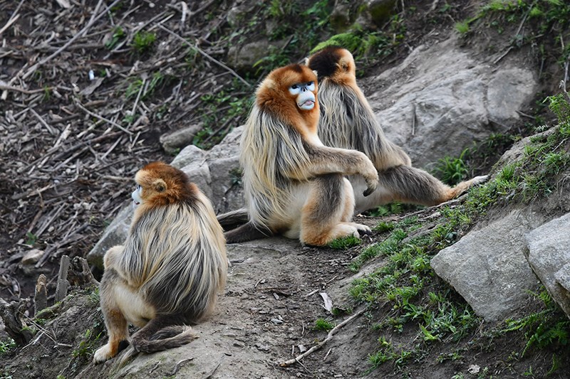 Golden Snub-nosed Monkey