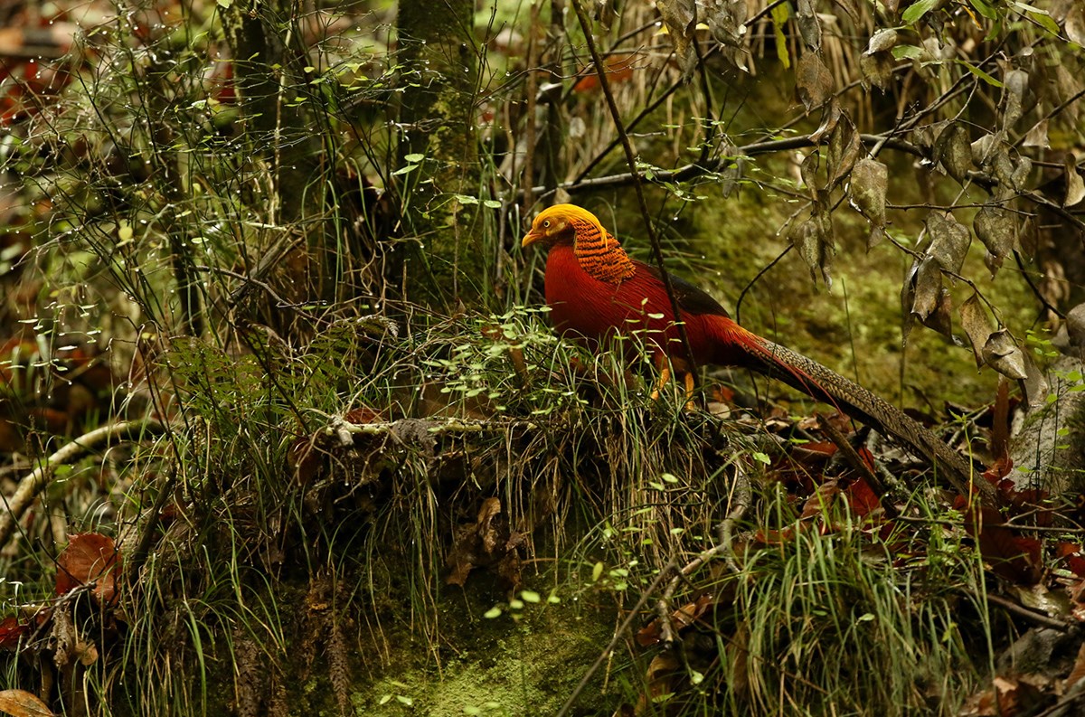 Golden Pheasant | Foto de Thierry Quelennec