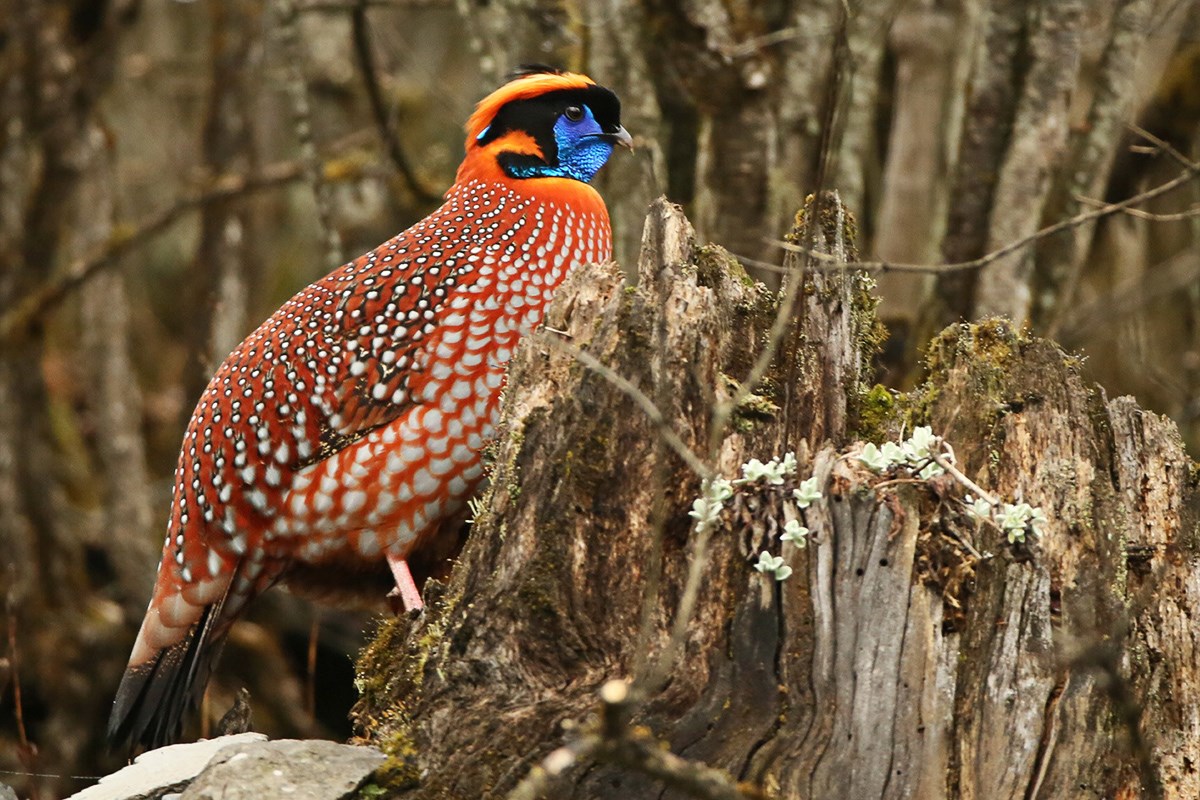 Temmincks Tragopan | Foto de Thierry Quelennec