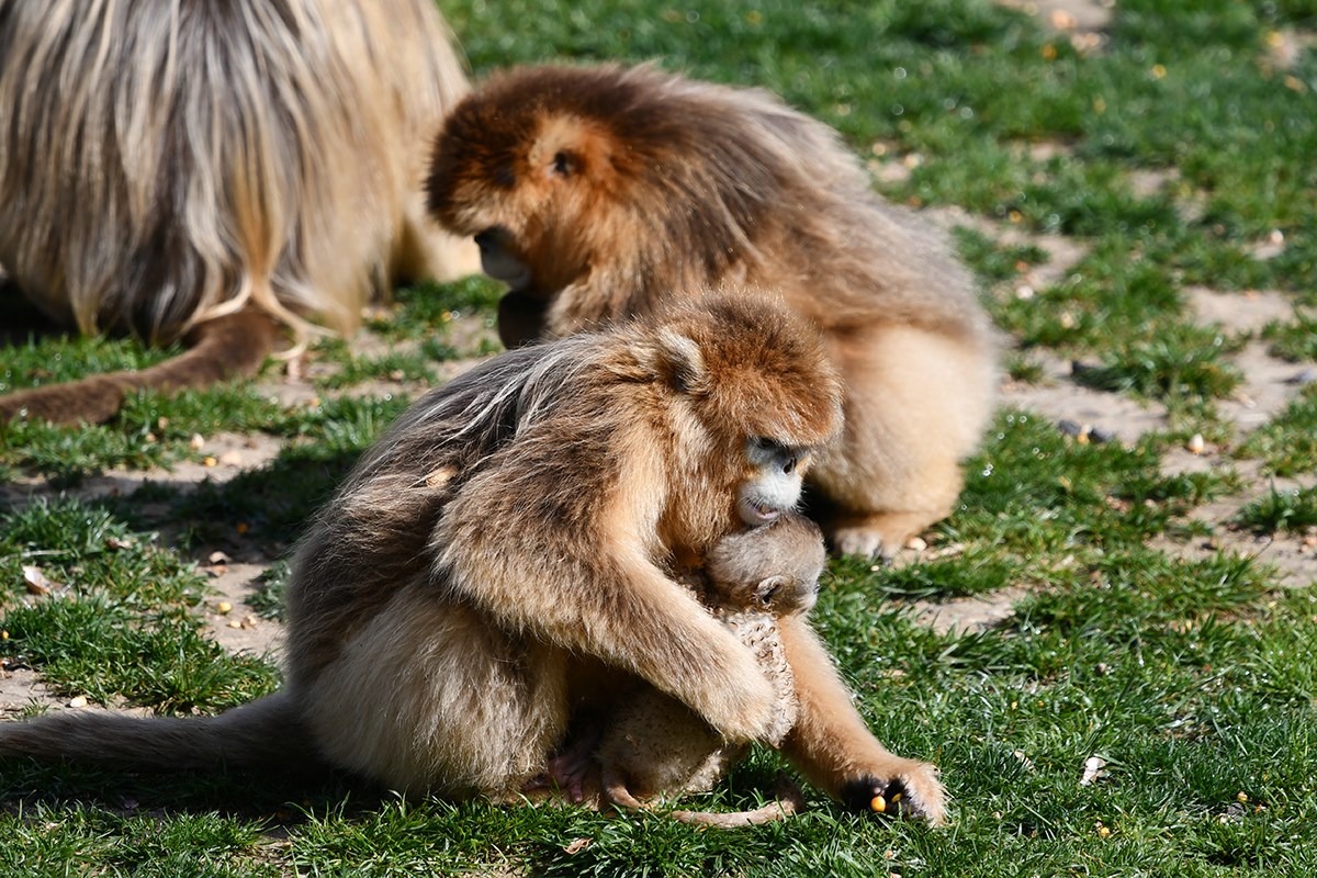 Golden Snub Nose Monkey | Foto de Liu Bin