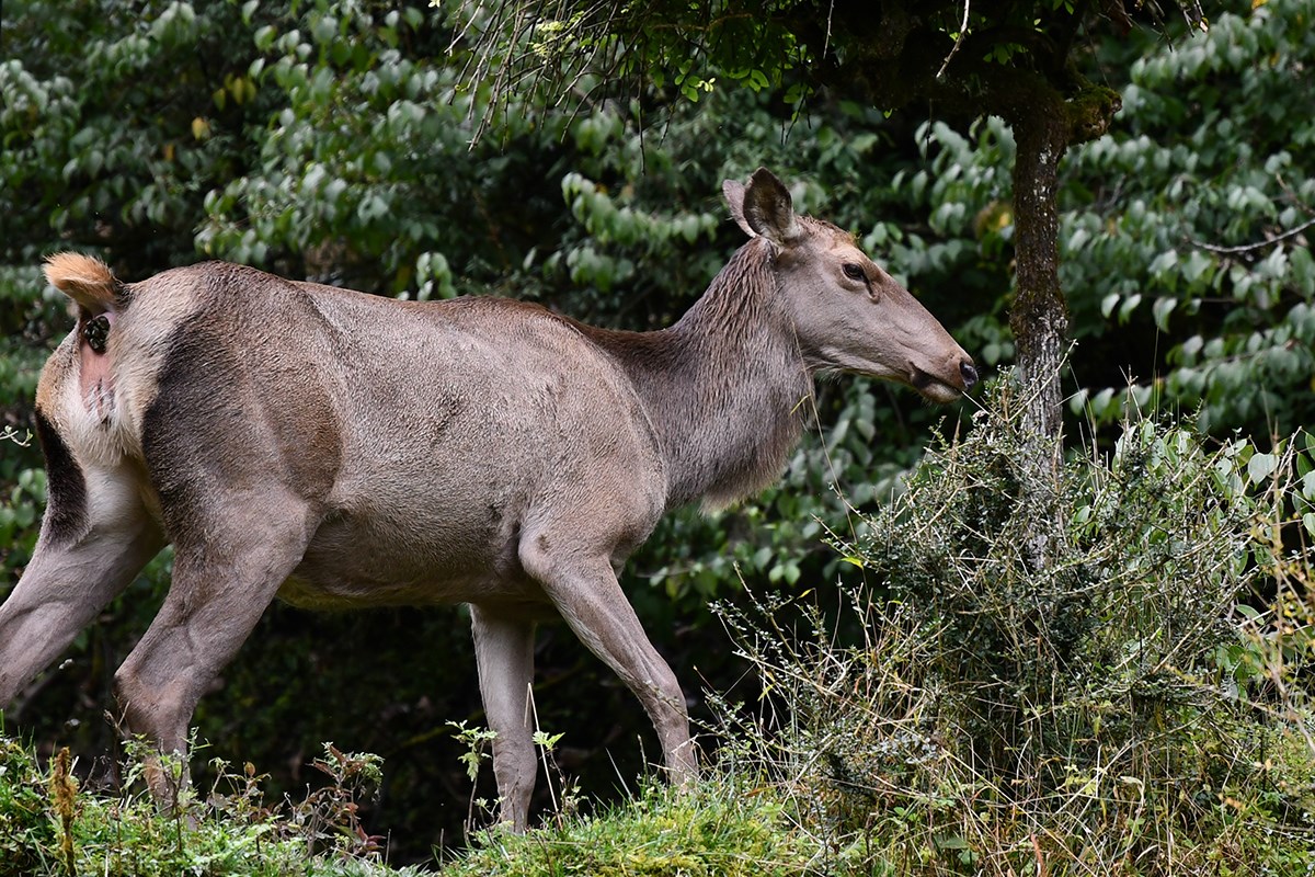 Sambar Deer | Foto de Liu Bin