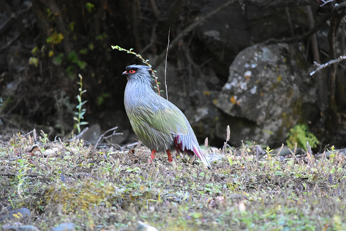 Blood Pheasant | Foto de Liu Bin