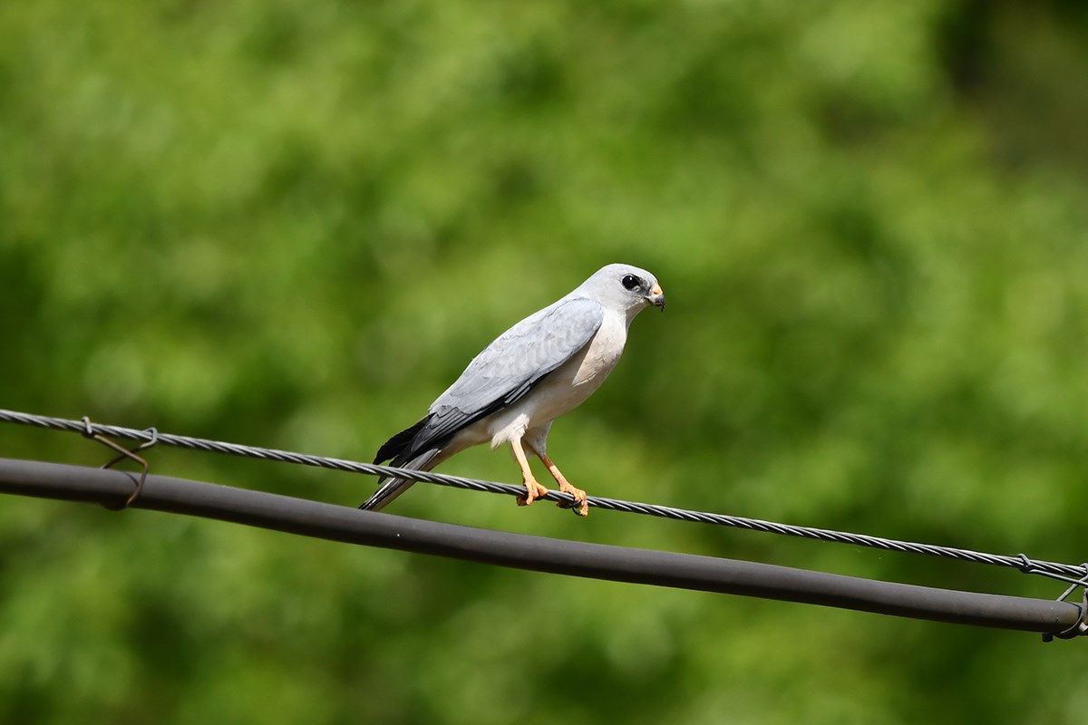 Chinese Sparrowhawk | Foto de Liu Bin