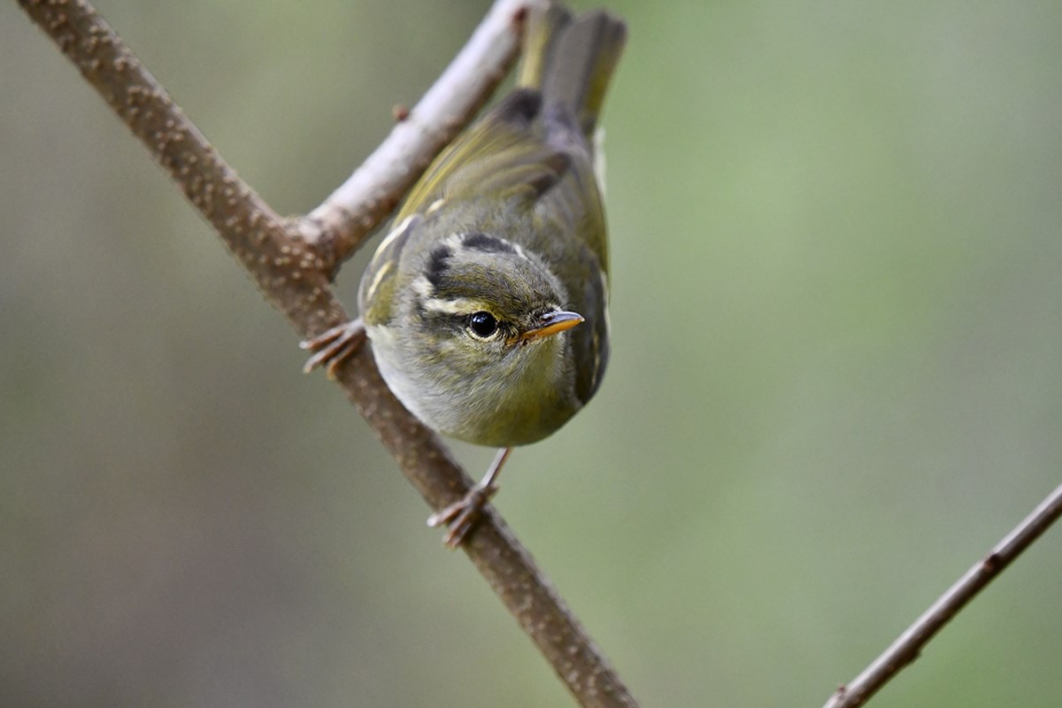 Claudias Leaf Warbler | Foto de Liu Bin