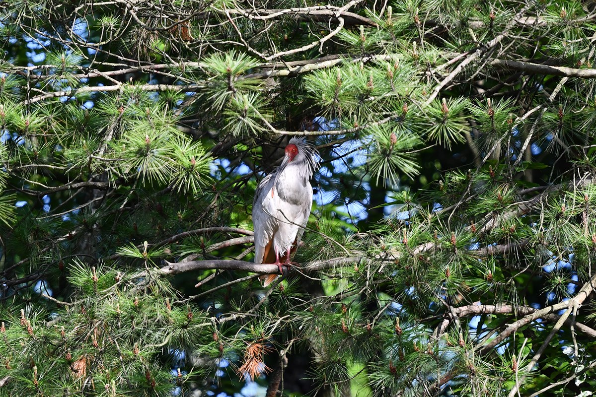 Crested Ibis | Foto de Liu Bin