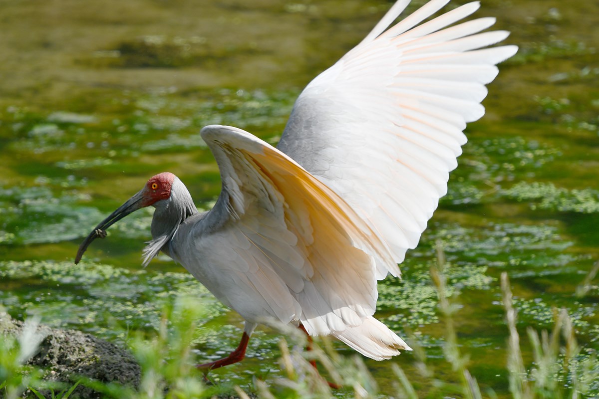 Crested Ibis | Foto de Liu Bin
