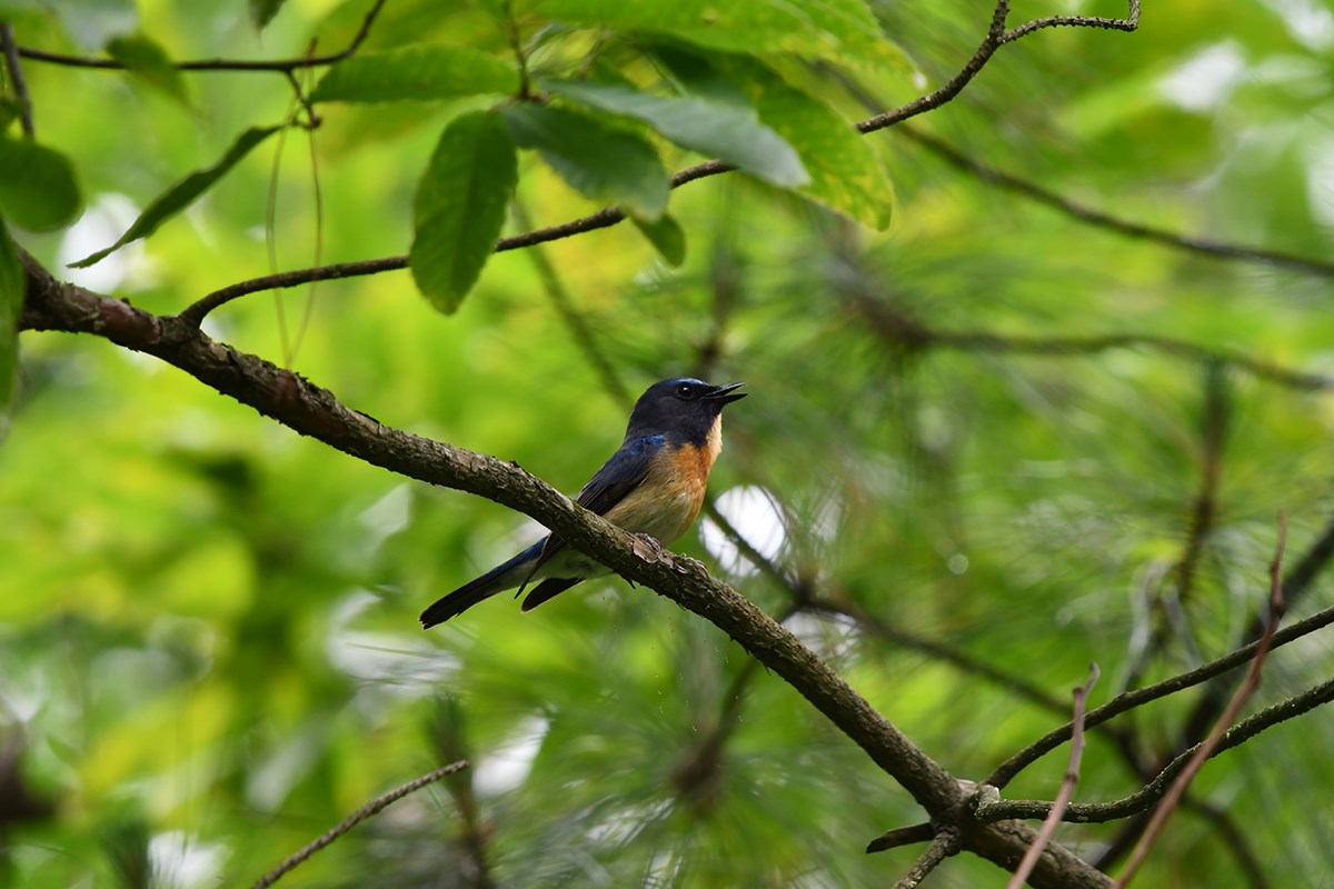 Cyornis Rubeculoides | Foto de Liu Bin
