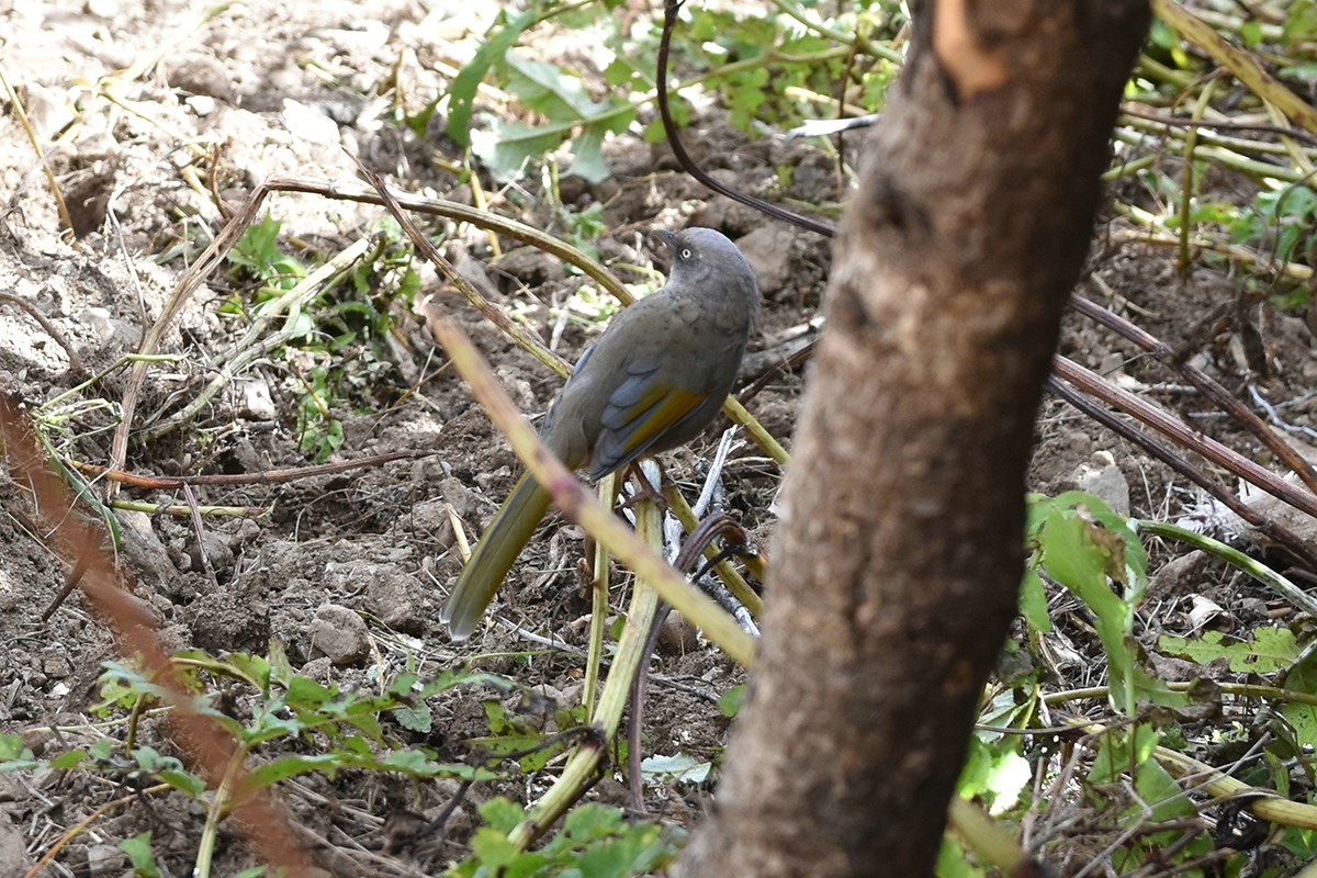 Elliots Laughingthrush | Foto de Liu Bin