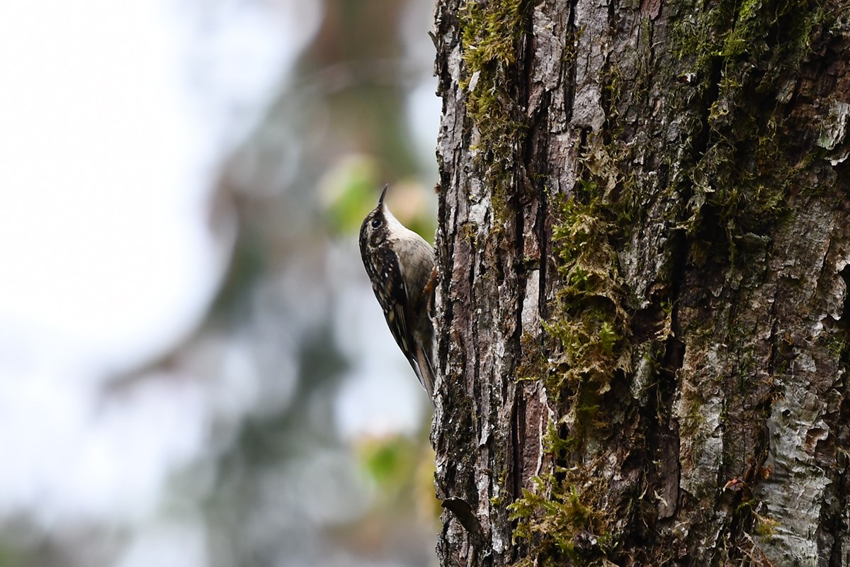 Eurasian Treecreeper | Foto de Liu Bin