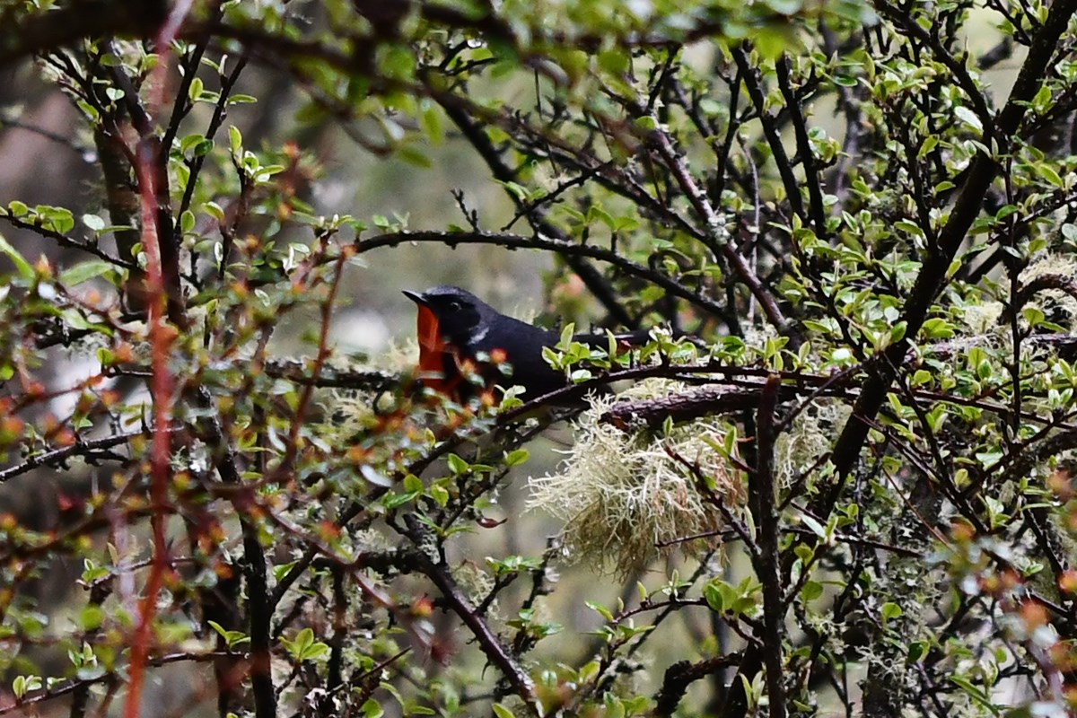 Firethroat | Foto de Liu Bin