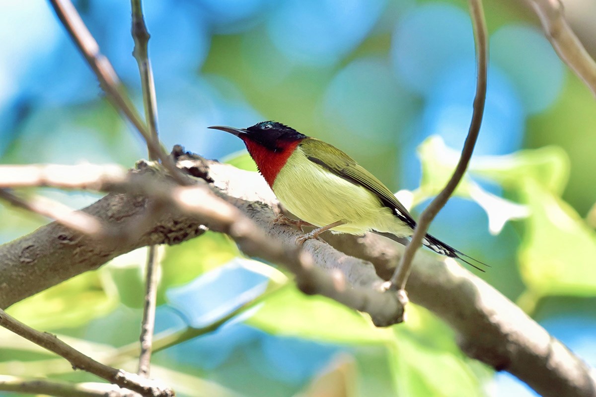 Fork Tailed Sunbird | Foto de Liu Bin