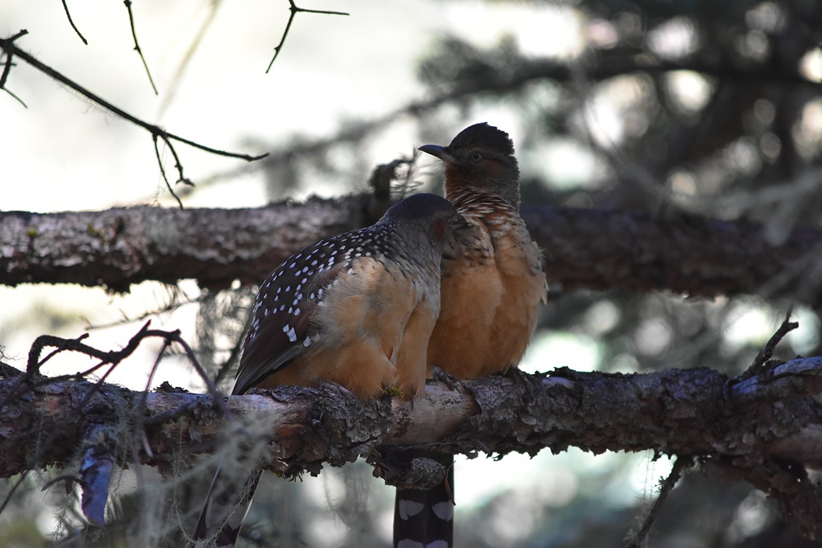 Giant Laughingthrush | Foto de Liu Bin