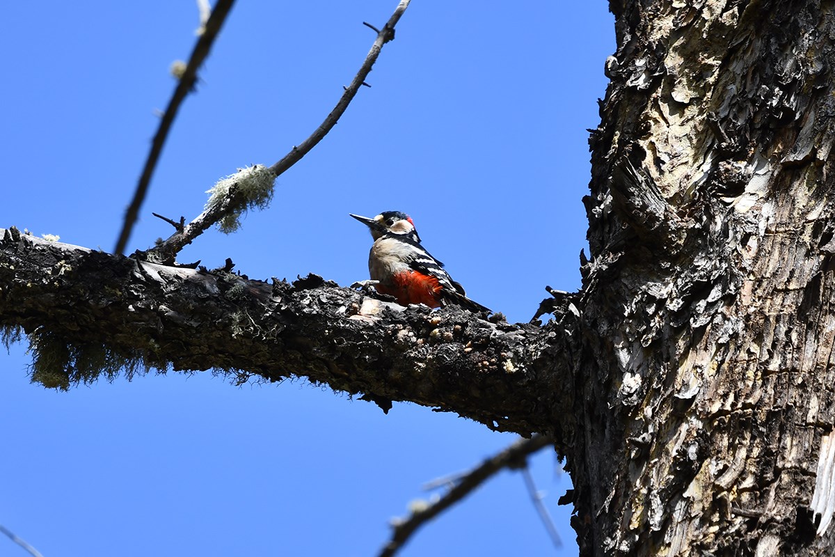 Great Spotted Woodpecker | Foto de Liu Bin