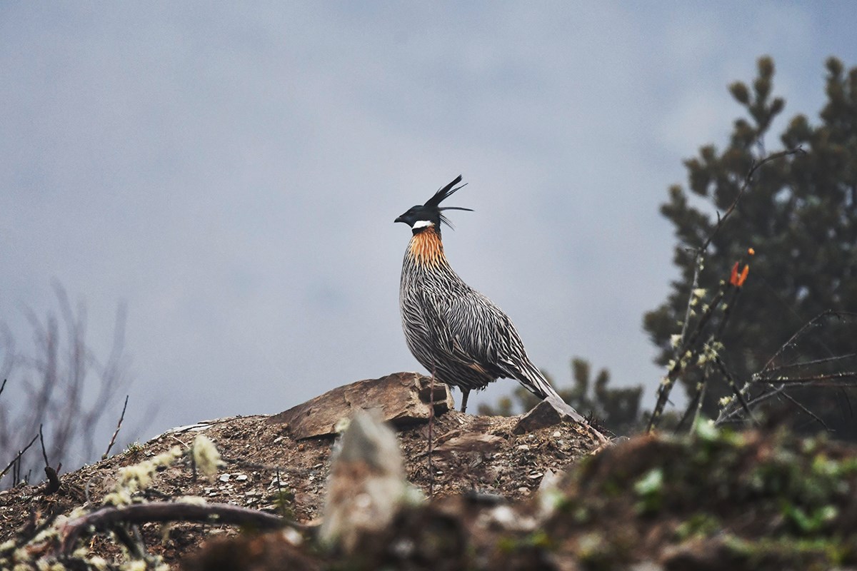 Koklass Pheasant  | Foto de Liu Bin