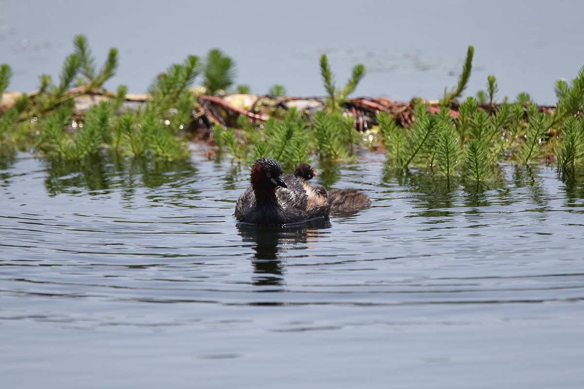 Little Grebe | Foto de Liu Bin