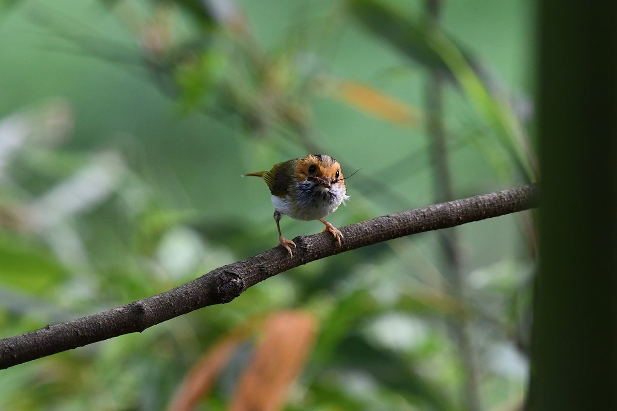 Rufous Faces Warbler | Foto de Liu Bin