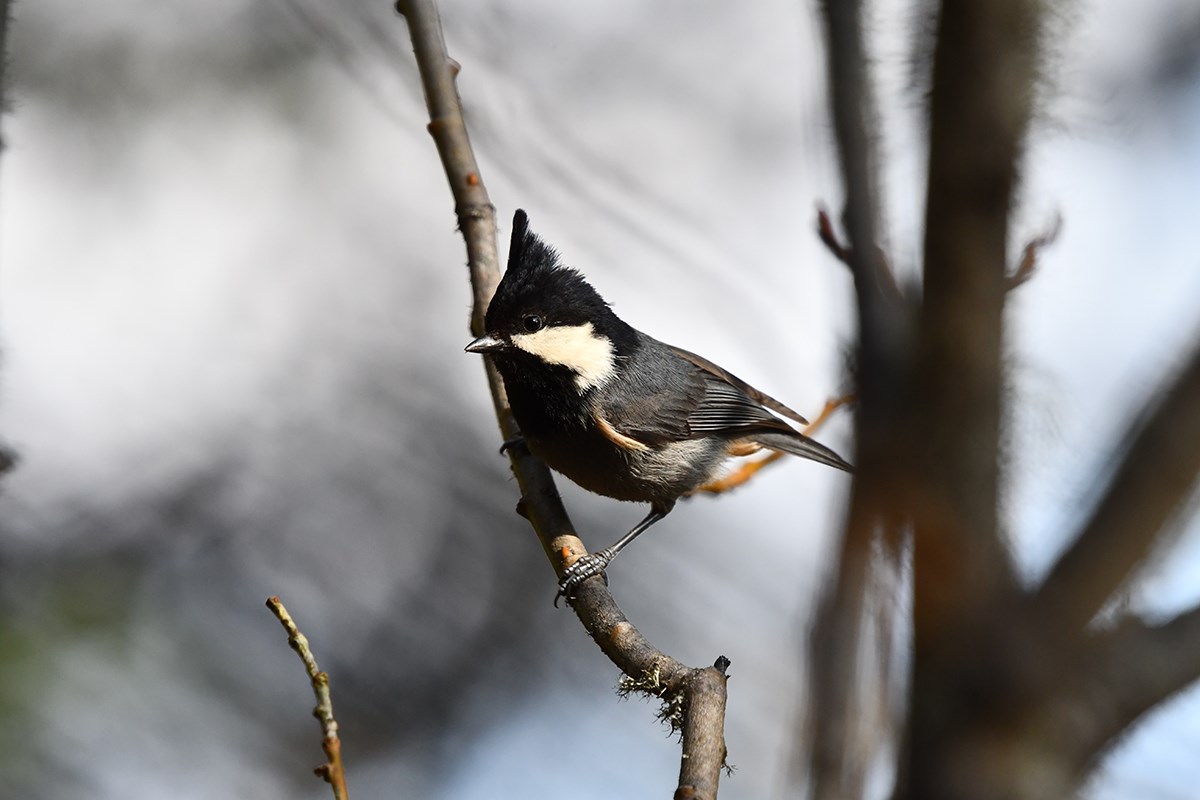 Rufous Vented Tit | Foto de Liu Bin
