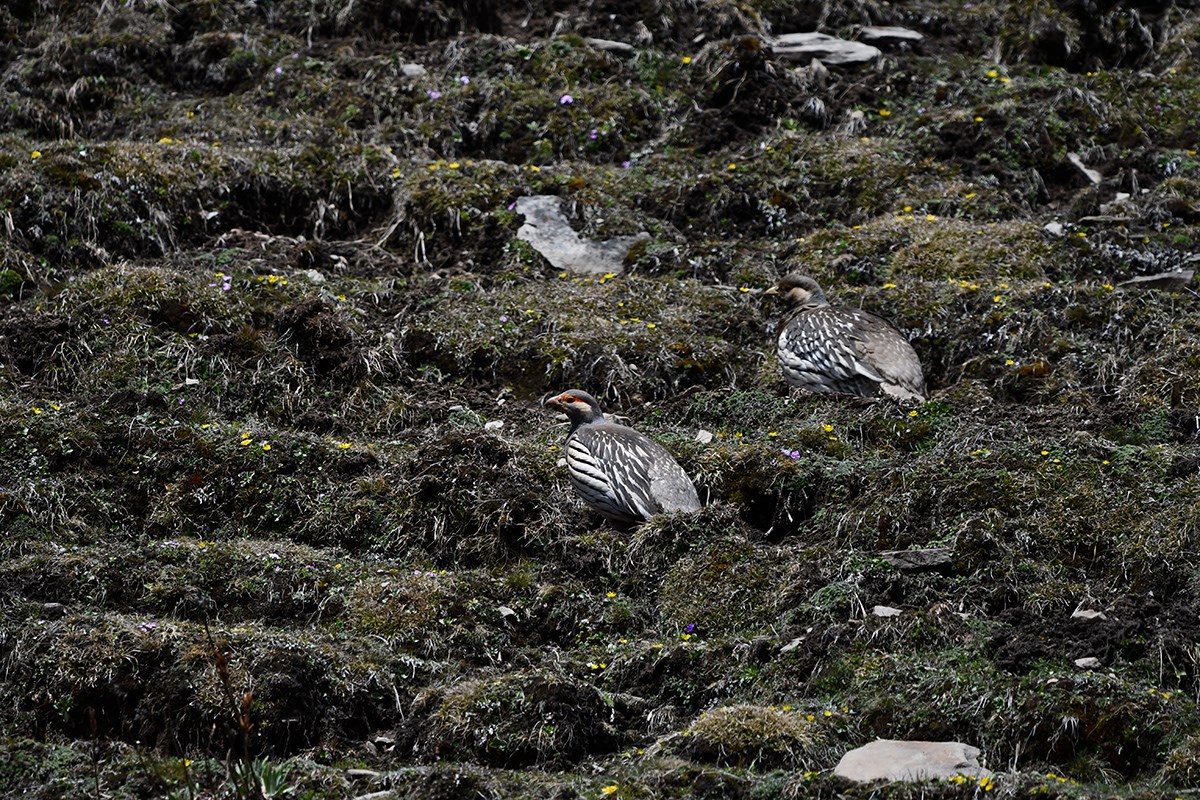Tibetan Snowcock | Foto de Liu Bin