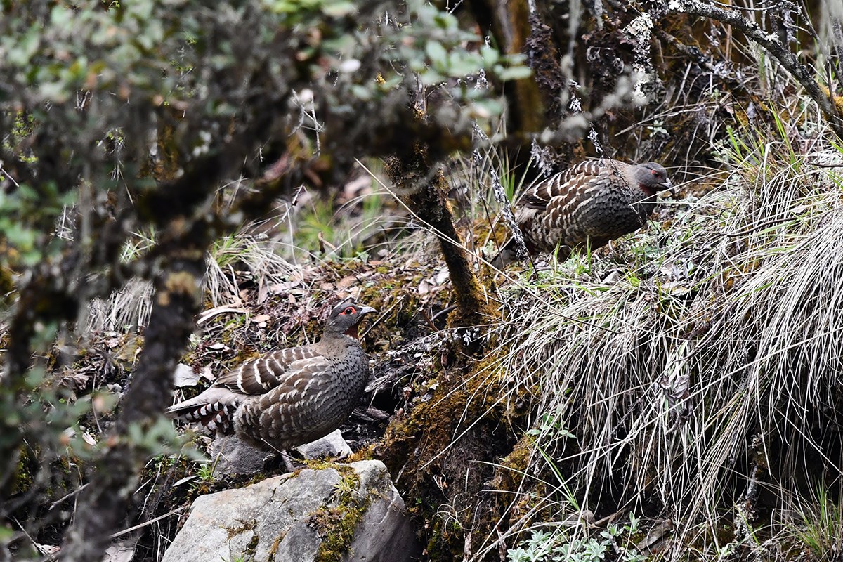 Verreauxs Monal Patridge | Foto de Liu Bin