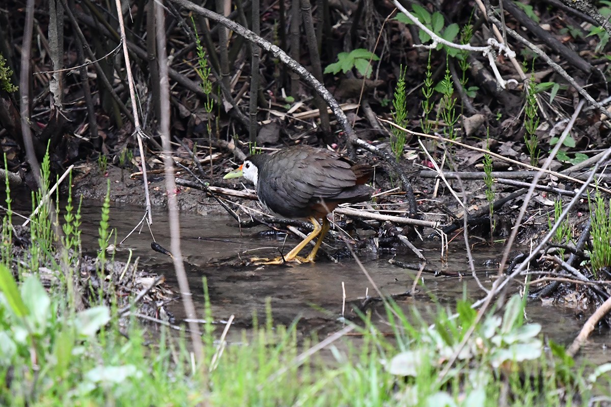 White Breasted Waterrhen | Foto de Liu Bin
