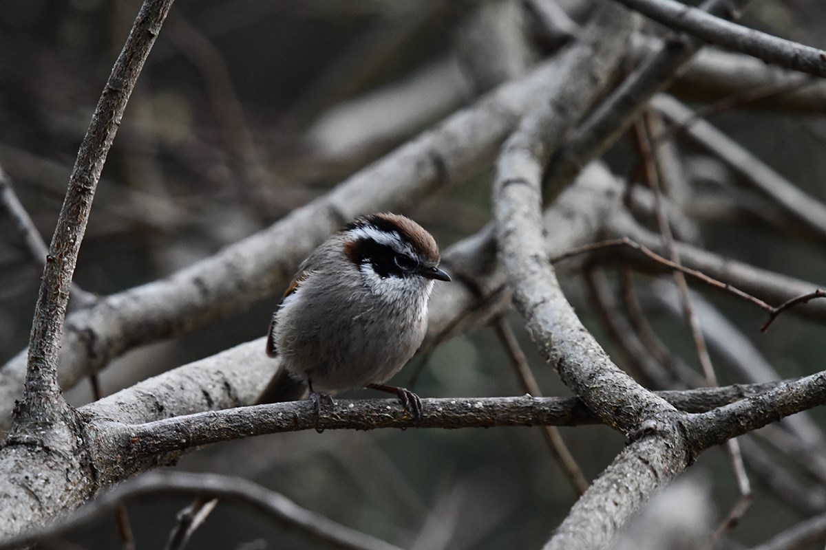 White Browed Fulvetta | Foto de Liu Bin