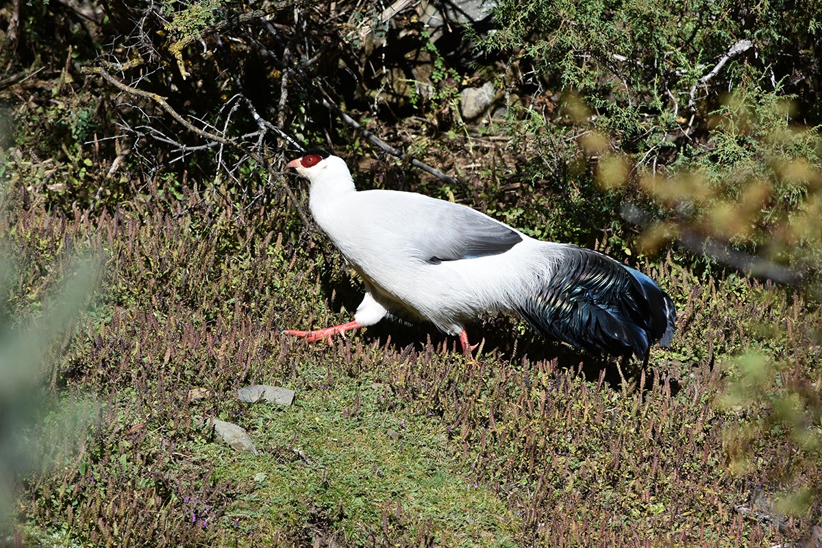 White Eared Pheasant | Foto de Liu Bin