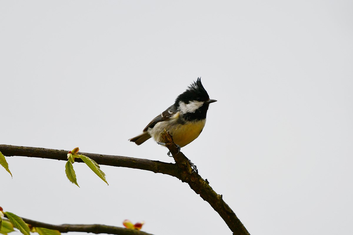 Yellow Bellied Tit | Foto de Liu Bin