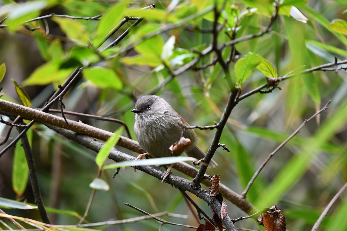 Yunnan Fulvetta | Foto de Liu Bin