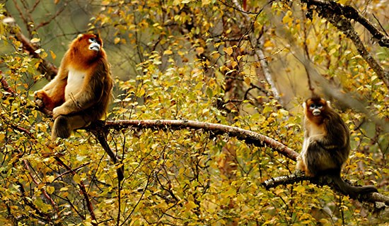 Observación de Aves y turismo de Vida Silvestre en el Sur de Shaanxi y el Oeste de Sichuan