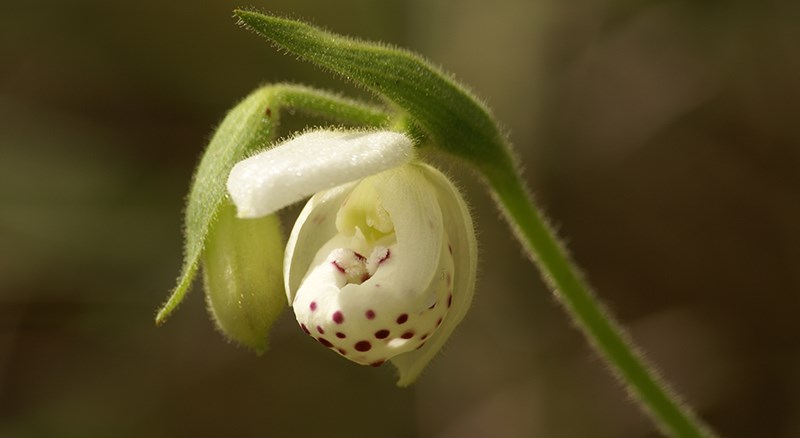 Cypripedium wardii