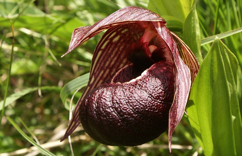 Cypripedium calcicola