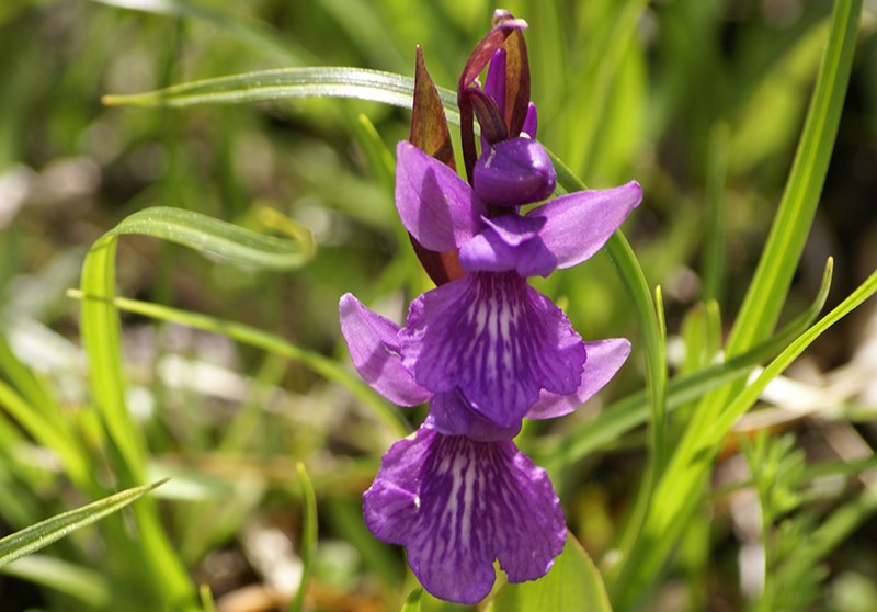 Orchis chusua