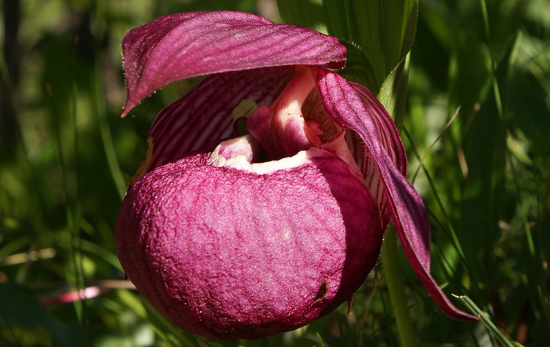 Cypripedium tibeticum