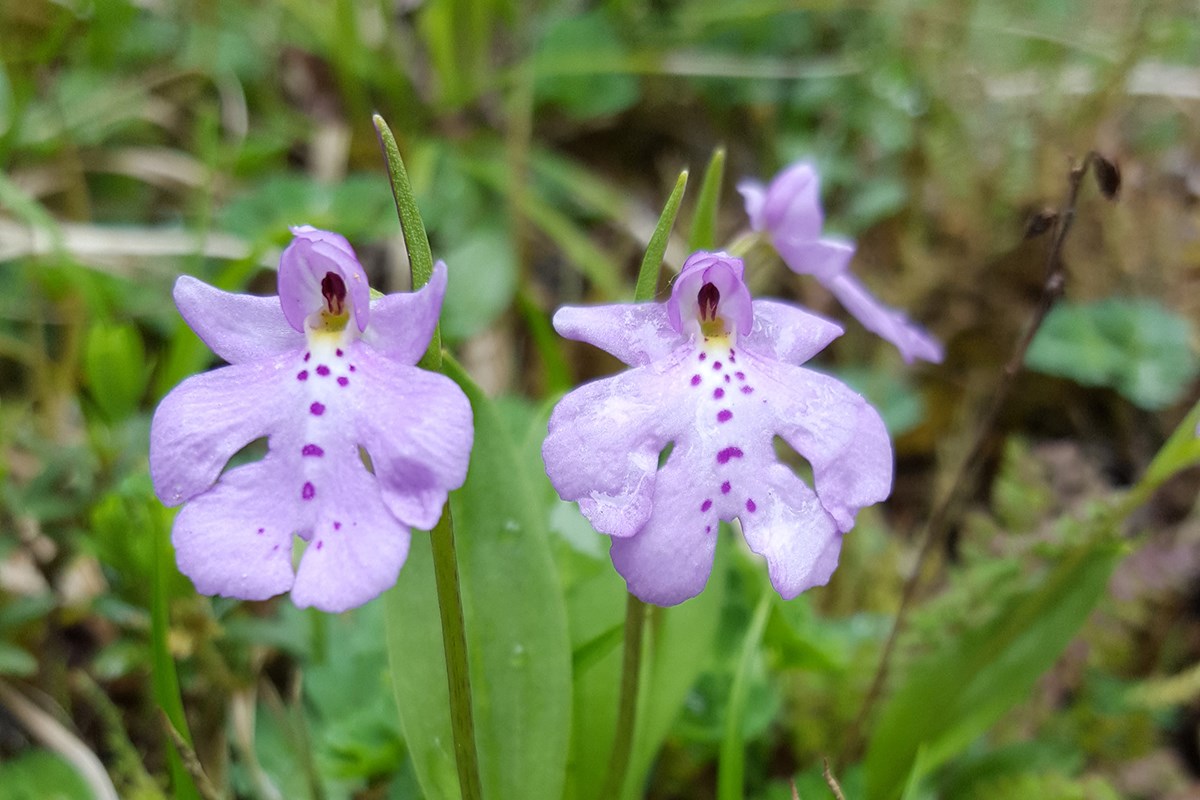Amitostigma Monanthum | Foto de Zhang Yong