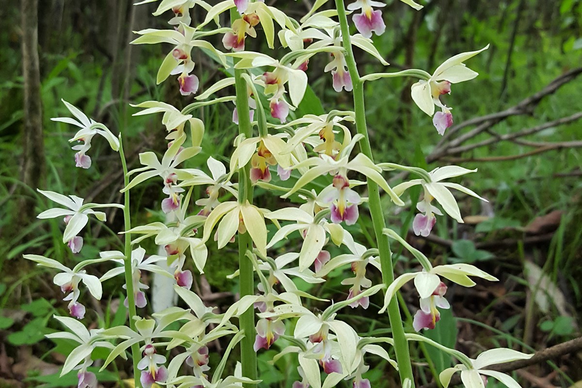 Calanthe Brevicornu | Foto de Zhang Yong
