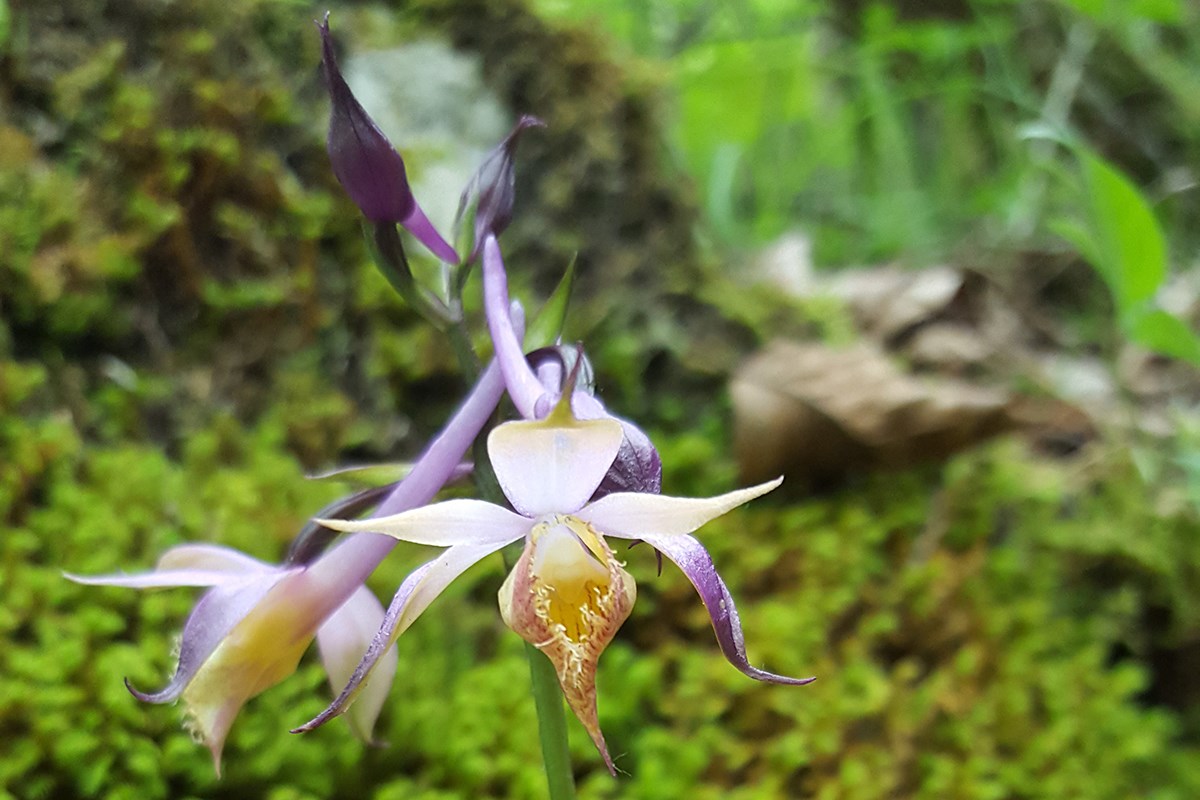 Calanthe alpina | Foto de Zhang Yong