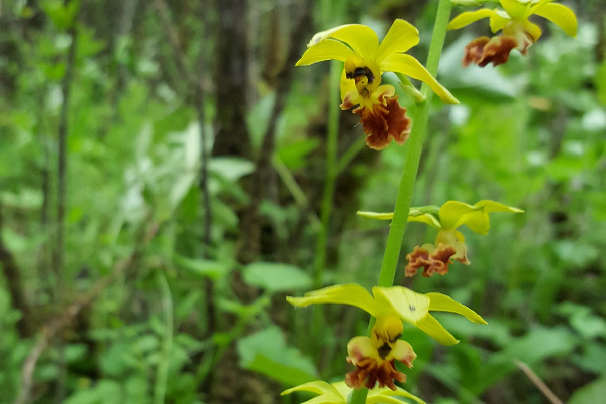 Calanthe ricarinata | Foto de Zhang Yong