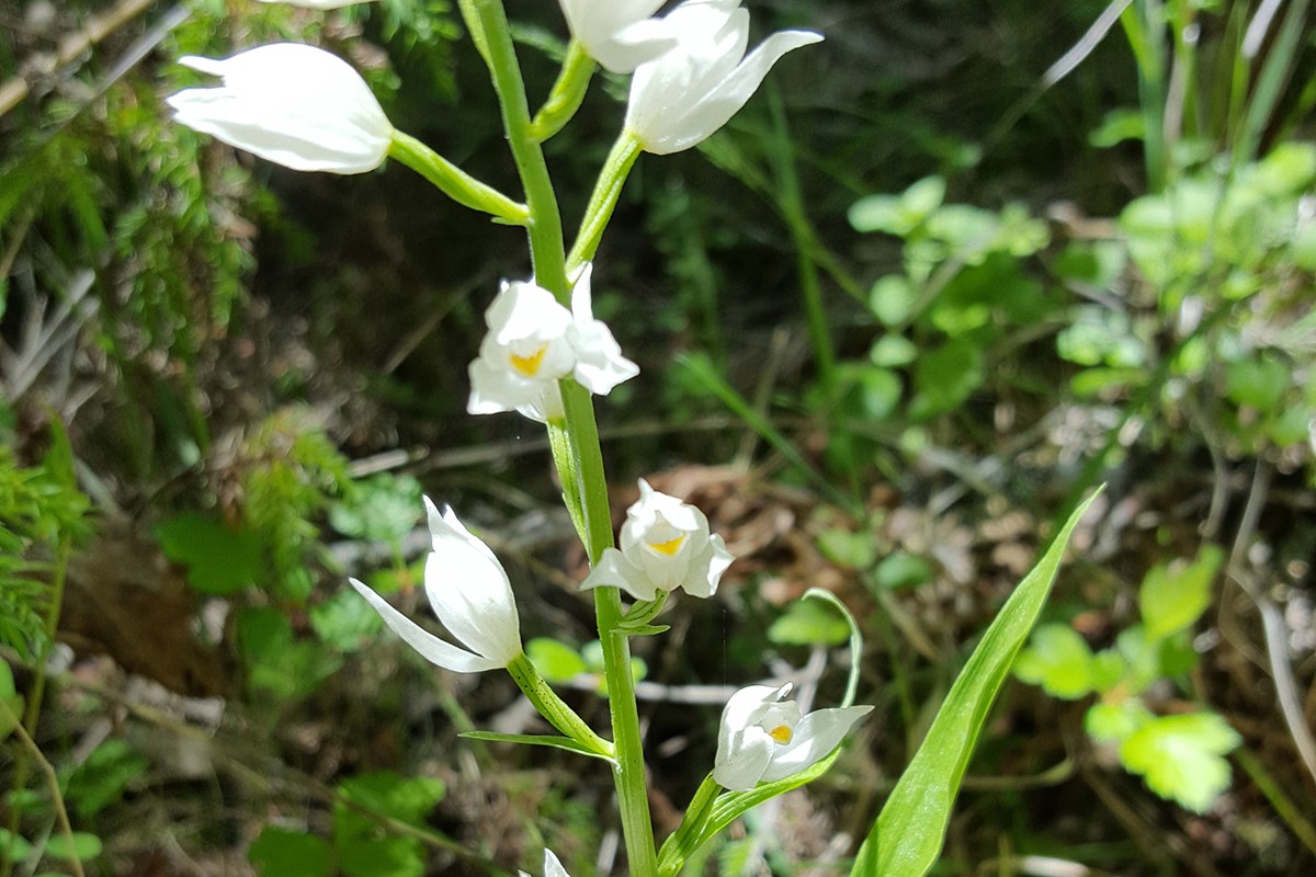 Cephalanthera longifolia | Foto de Zhang Yong